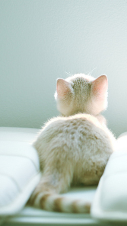 白い子猫の写真