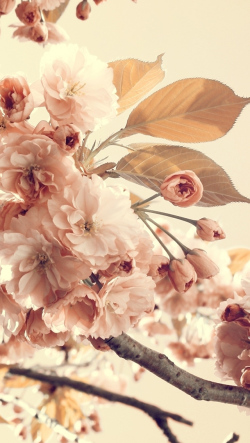 花や猫 植物写真のiphone5画面に適した壁紙