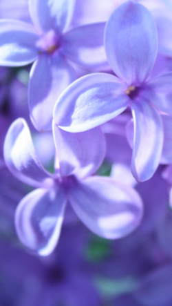 紫の可愛い花びら写真