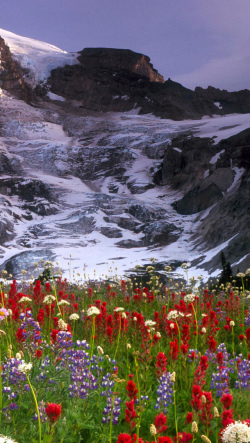 山と雪と綺麗な花