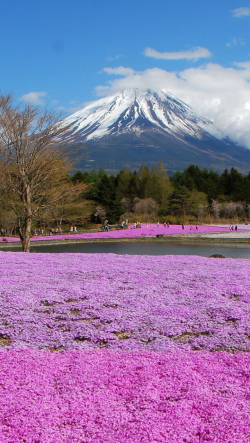 山と可愛い花の風景写真