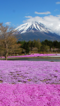 かっこいい Iphone 壁紙 花 高画質 Homu Interia