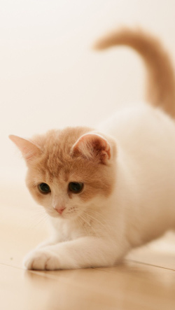 スマホ壁紙 子猫 花 芝生写真