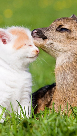 の間に くぼみ コア 可愛い 動物 壁紙 I Marusho Jp