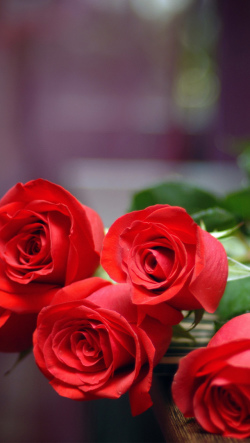 すべての美しい花の画像 無料印刷可能かっこいい Iphone 薔薇 壁紙 おしゃれ